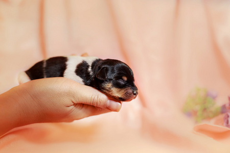 玩具的猎狐犬小狗