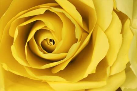抽象的黄色玫瑰背景使从纸