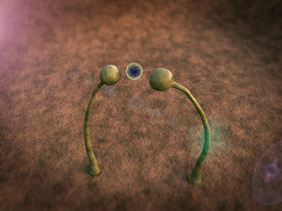 孢子模型下载图片