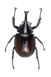 Xylotrupes 基甸，Dynastidae 孤立在白色背景上