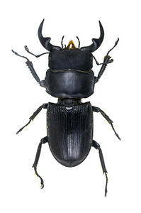 孤立在白色背景上的 Serroguathus reichet 甲虫