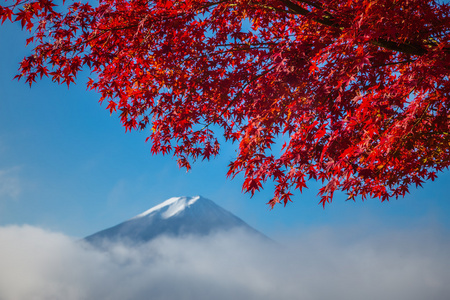 枫树山富士