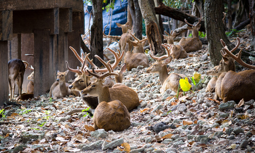 在泰国清迈动物园，幼鹿