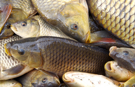 收获的池塘里的鱼鲤鱼收获收获的鱼的池塘林东, 越南-2012年9月2日