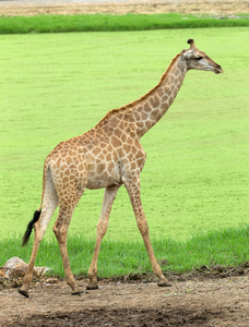 在野生动物园的长颈鹿