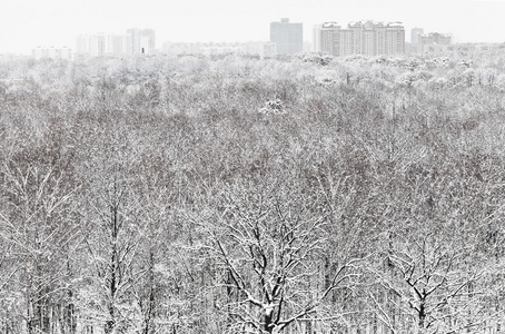 雪森林和城市在冬天雪