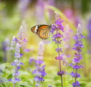 帝王蝶在早上在花园里的花