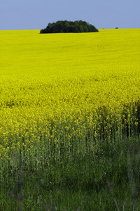 黄色景观与油菜田