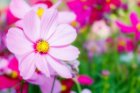 波斯菊花海