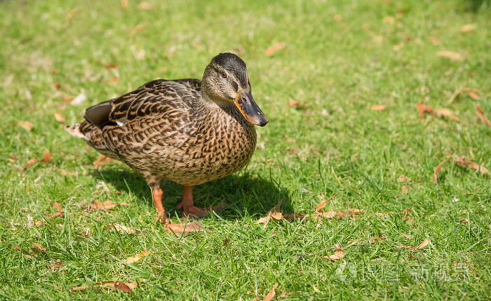 在绿色草地上鸭