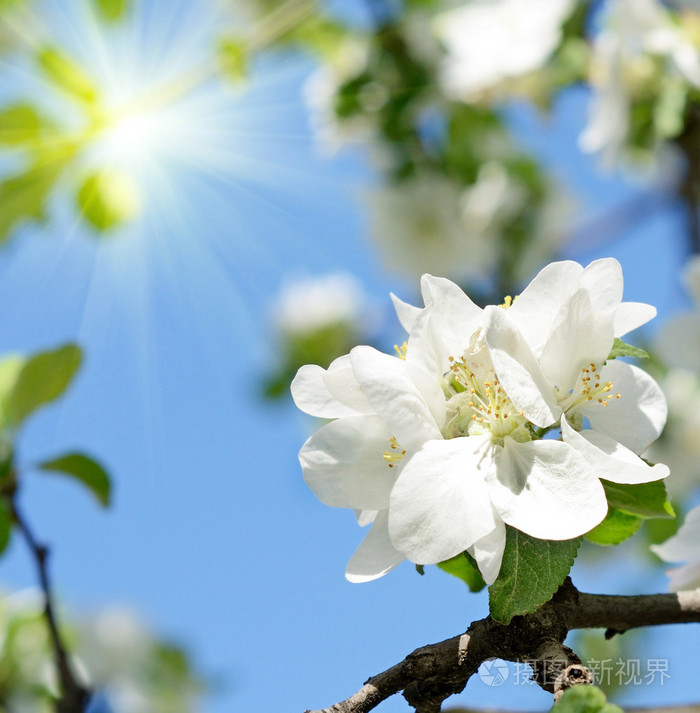 美丽的苹果花春天那天阳光明媚的天空