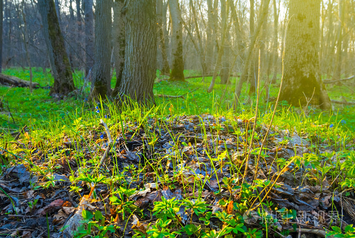 明亮的森林空地