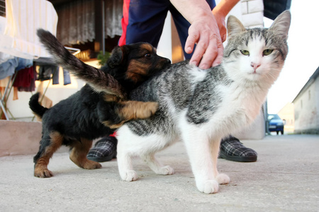 小狗和小猫在外面玩耍图片