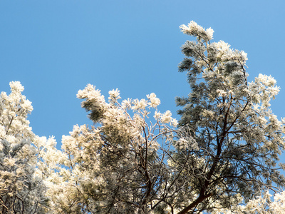 雪森林的圣诞节背景, 在天空上的霜树顶部