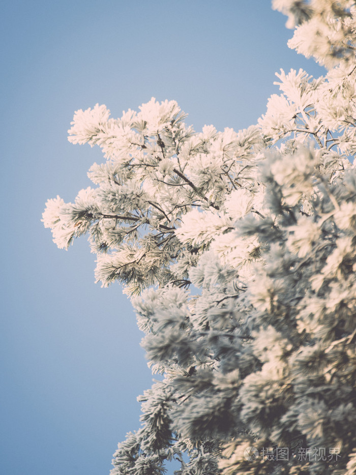 雪森林的圣诞节背景, 在天空上的霜树顶部