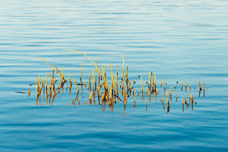森林湖草叶片与思考照片