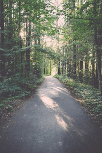 略亮的道路在森林复古, 复古