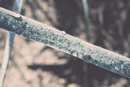 在清晨的阳光在海滩复古，雨滴草六