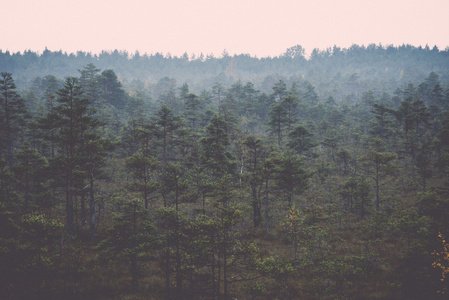 在森林和沼泽复古，复古的晨雾
