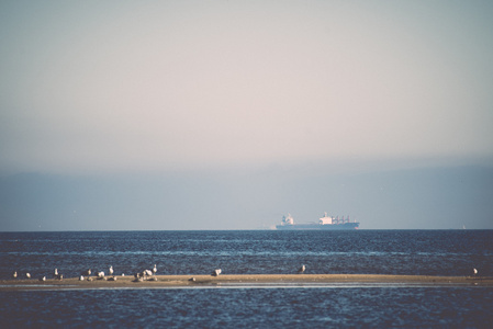 运输船舶与海鸥前景在地平线上