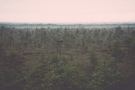 在森林和沼泽复古，复古的晨雾
