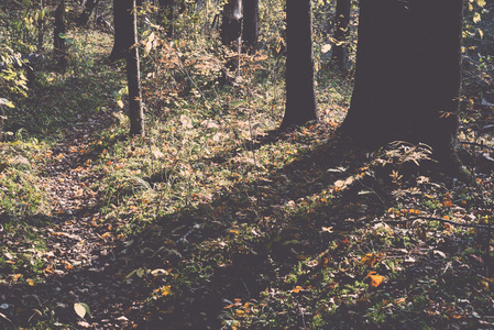 秋季彩色旅游小径在树林复古, 复古