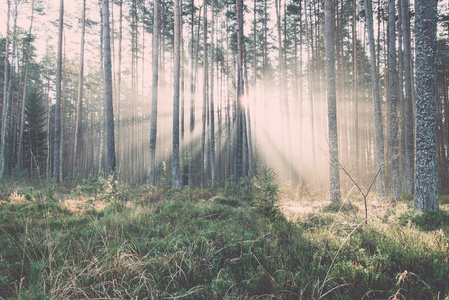 美丽的光光束在森林通过树木   复古复古