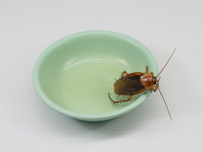 蟑螂在绿色杯