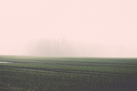 在大雾片美丽的绿色草地复古，复古