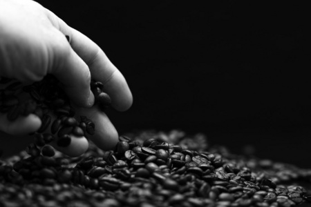 手抓咖啡豆的黑白图像