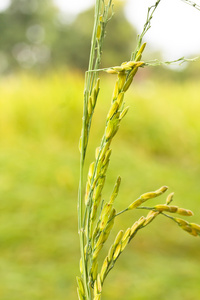 泰国稻田水稻穗