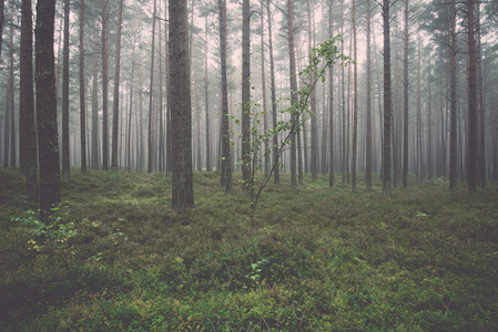 雾的早晨，在树林里复古，复古