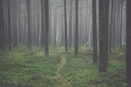 雾的早晨，在树林里复古，复古