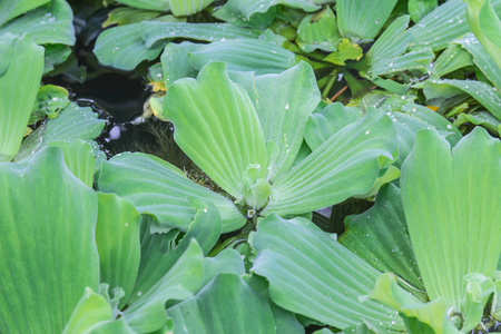 水葫芦在池塘中