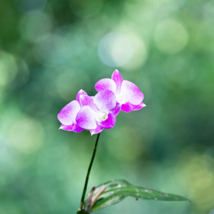 美丽的兰花花花束阳光明媚