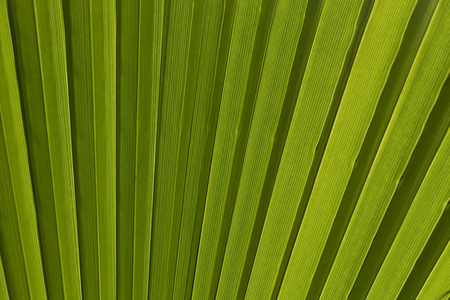 绿色的棕榈叶为背景的