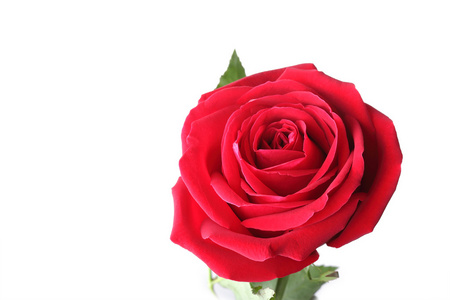 孤立在白色背景上的红玫瑰