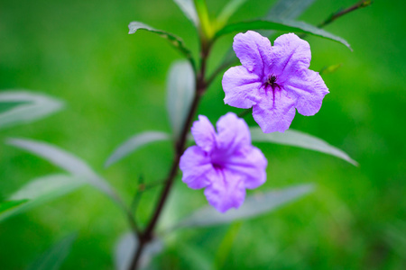 明亮的紫色的花在绿色背景上