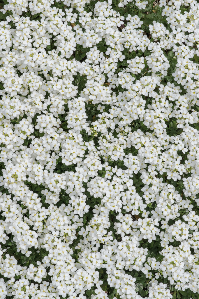 白色花维罗妮卡地毯特写