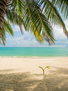 苏梅岛的热带海滩岛
