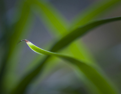 关闭的草