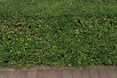 绿色叶子的墙和旧木地板背景