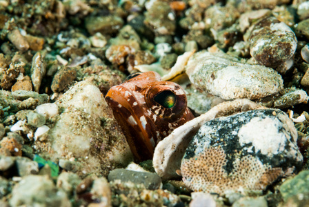 隐藏在安汶，印度尼西亚马鲁古群岛的水下照片后颌鱼来说