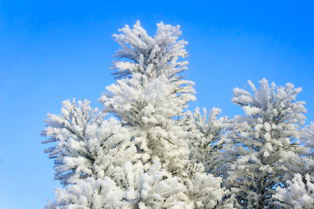 冬季景观 霜树