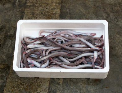 新鲜的地中海海鳗图片