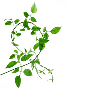 蔓草在白色背景上绿色的蔓草缠住照片