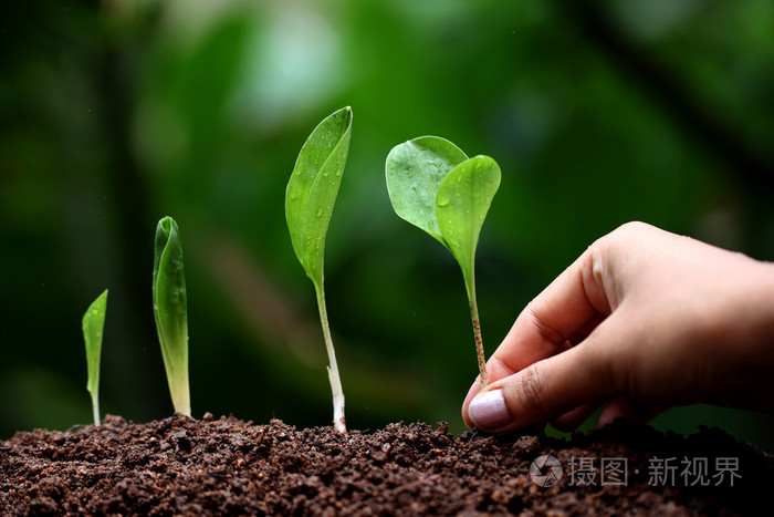 植物生长新的生活