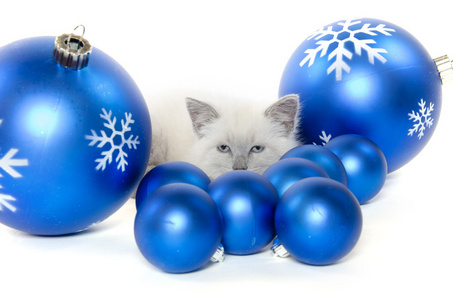 可爱的小猫和圣诞装饰品