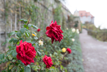 多恩堡城堡花园的玫瑰