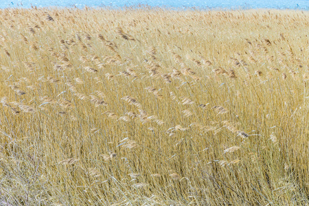 风吹芦苇图片-风吹芦苇素材-风吹芦苇插画-摄图新视界
